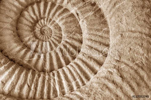 Picture of Ammonite prehistoric fossil